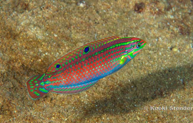 Ornate Wrasse female, Halichoeres ornatissimus