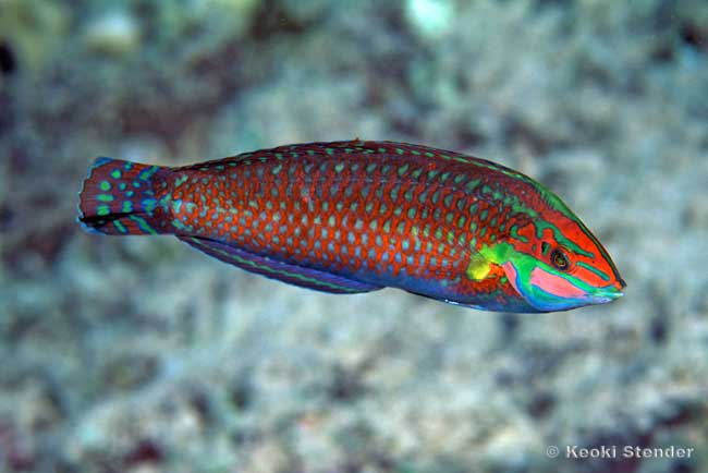 Ornate Wrasse male, Halichoeres ornatissimus