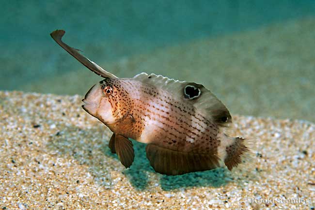 Peacock Wrasse, Peacock Razorfish, juvenile, Iniistius pavo