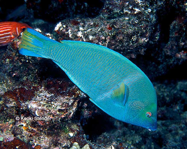 Pearl Wrasse male, Anampses cuvier
