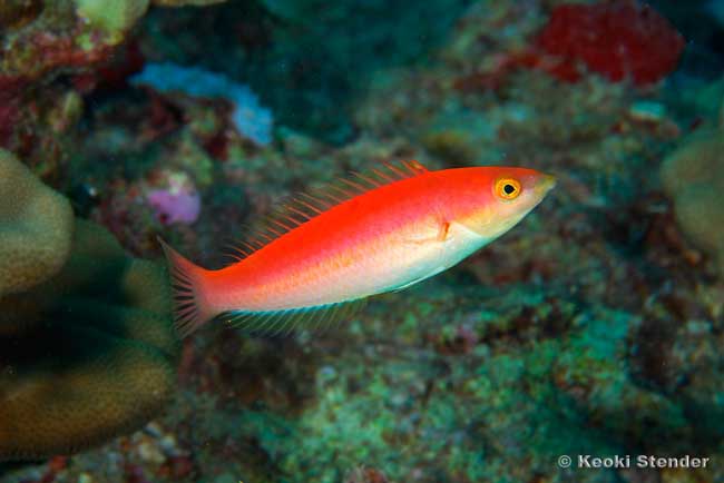 Smalltail Wrasse female, Pencil Wrasse, Pseudojuloides cerasinus