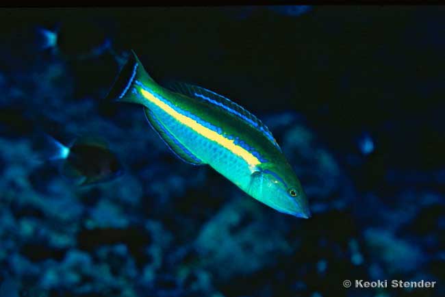 Smalltail Wrasse male, Pencil Wrasse, Pseudojuloides cerasinus