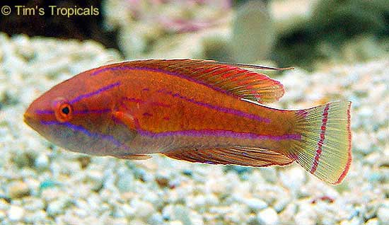 Pink Flasher Wrasse, Paracheilinus carpenteri