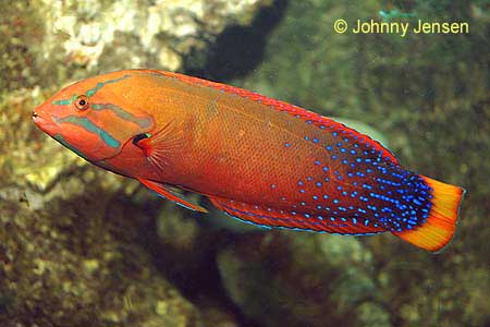 Red Coris Wrasse adult, Coris gaimard