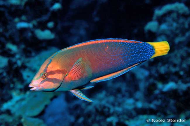 Red Coris Wrasse male, Coris gaimard