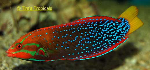 Red Coris Wrasse female stage, Coris gaimard