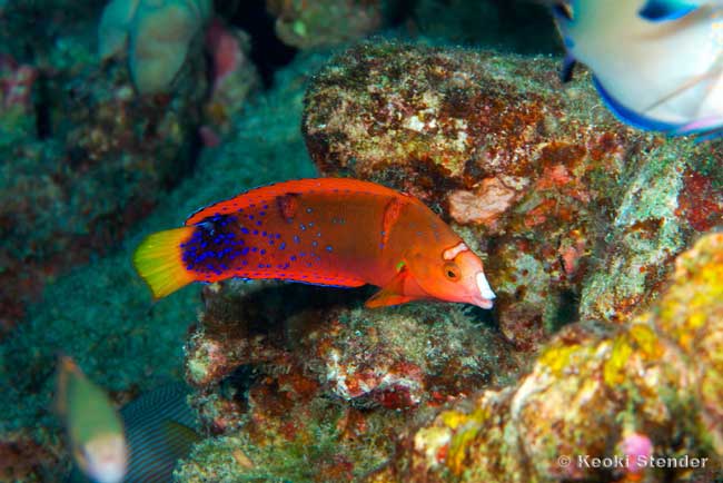 Red Coris Wrasse subadult, Coris gaimard