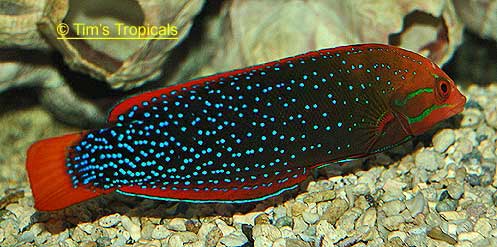 Red Coris Wrasse female stage, Coris gaimard