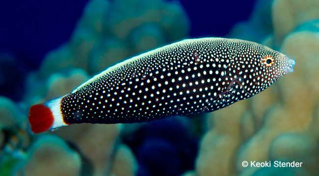 Redtail Wrasse Female, Anampses chrysocephalus