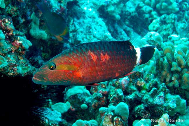 Ringtail Maori Wrasse female, Oxycheilinus unifasciatus
