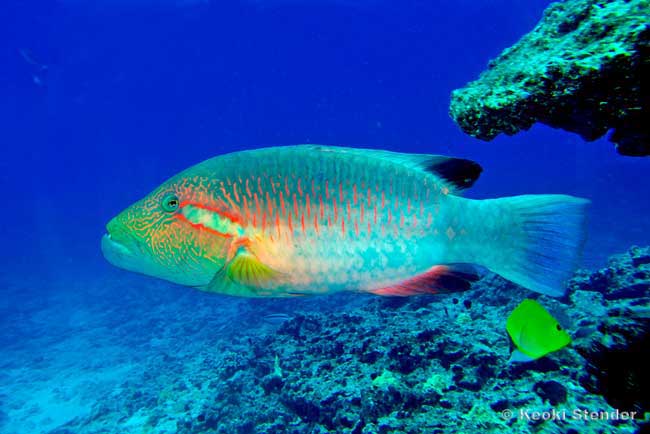 Ringtail Maori Wrasse male, Oxycheilinus unifasciatus