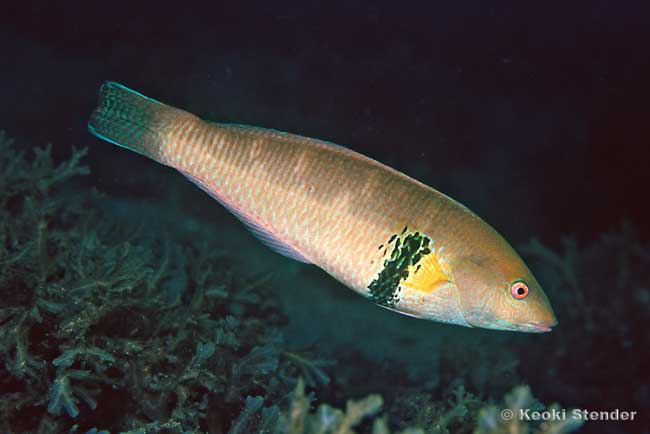 Rock Wrasse male, Halichoeres semicinctus