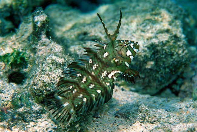Rockmover Wrasse Juvenile, Novaculichthys taeniourus