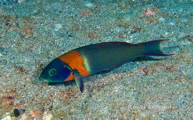 Saddle Wrasse, Thalassoma duperrey