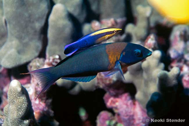 Saddle Wrasse, Thalassoma duperrey