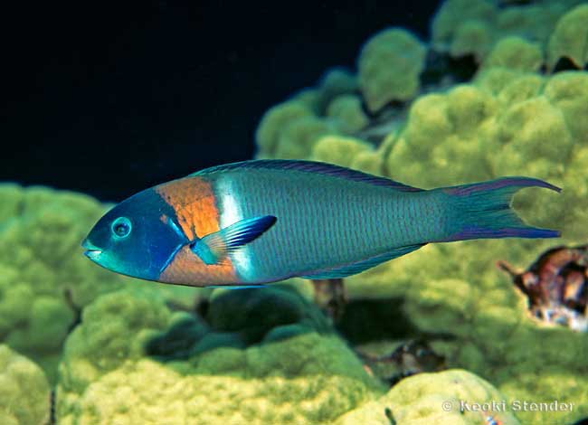 Saddle Wrasse, Thalassoma duperrey