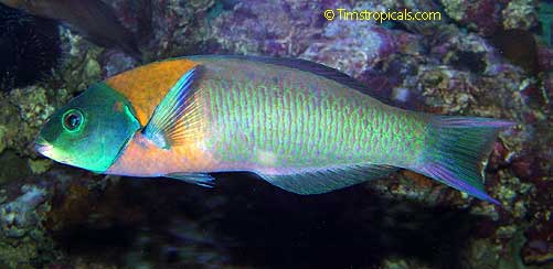 Saddle Wrasse male, Thalassoma duperrey