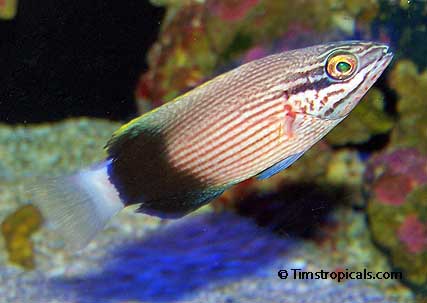 Saddleback Hogfish juvenile, Blackspot Wrasse, Bodianus bilunulatus