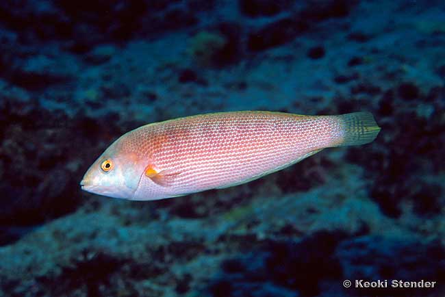 Sand Wrasse, Lined Coris, female, Coris ballieui
