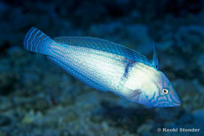 Sand Wrasse, Lined Coris, male, Coris ballieui
