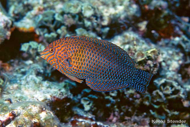 Shortnose Wrasse female, Macropharyngodon geoffroy