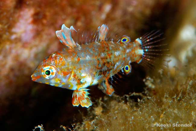 Shortnose Wrasse juvenile, Macropharyngodon geoffroy