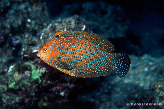 Shortnose Wrasse male, Macropharyngodon geoffroy