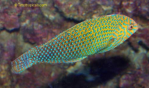 Shortnose Wrasse, Macropharyngodon geoffroy