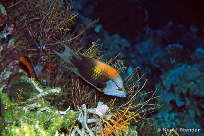 Slingjaw Wrasse, Epibulus insidiator