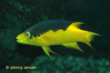 Spanish Hogfish, Bodianus rufus
