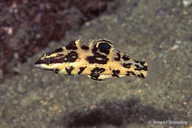 Spinster Wrasse juvenile, Halichoeres nicholsi