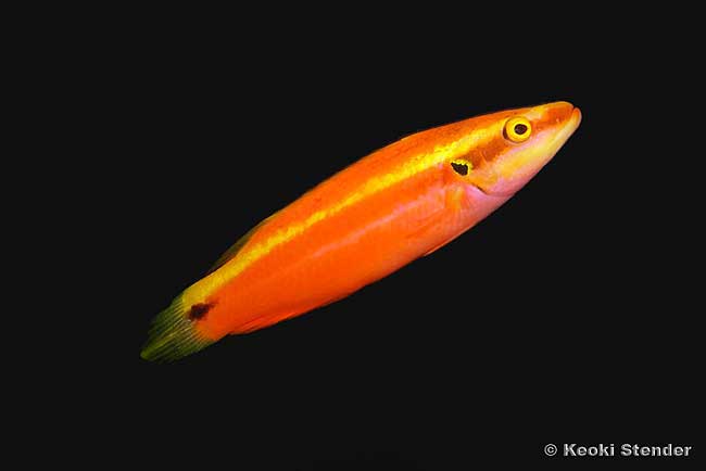 Sunrise Wrasse, Bodianus sanguineus