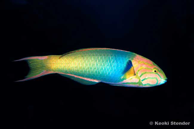 Sunset Wrasse male, Yellow-brown Wrasse, Thalassoma lutescens
