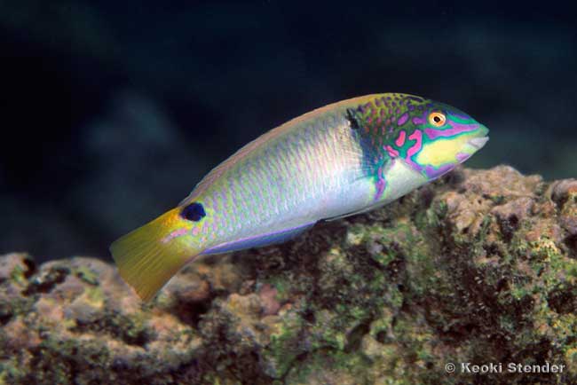 Threespot Wrasse male, Halichoeres trimaculatus