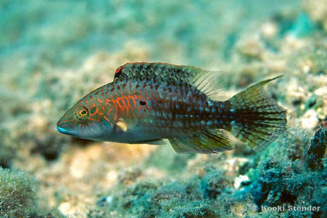 Two-Spot Wrasse male, Oxycheilinus bimaculatus