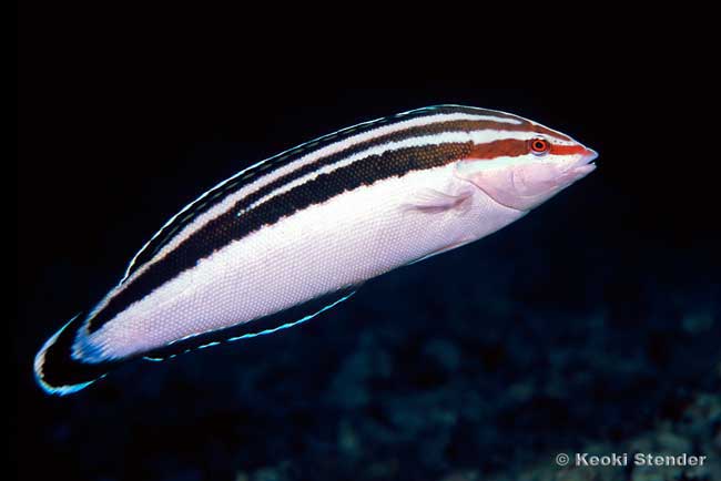 Yellowstripe Coris, female, Coris flavovittata