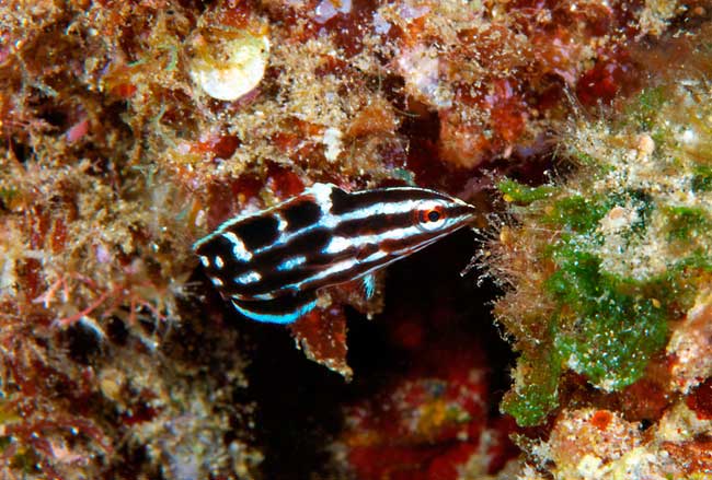 Yellowstripe Coris, juvenile, Coris flavovittata
