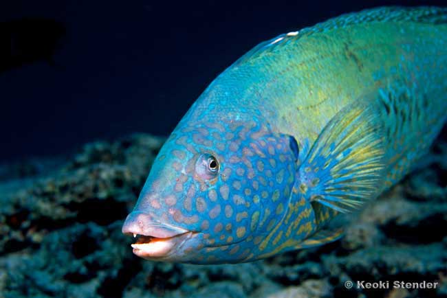 Yellowstripe Coris, male, Coris flavovittata