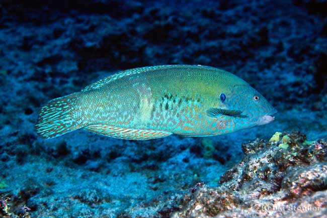 Yellowstripe Coris, male, Coris flavovittata