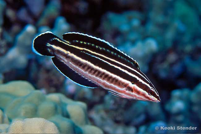 Yellowstripe Coris, sub-adult, Coris flavovittata
