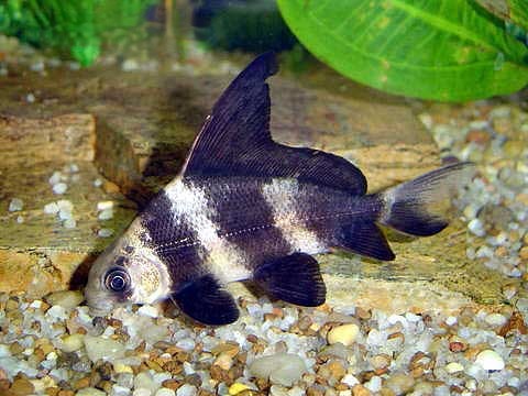 Chinese Hi Fin Banded Shark, Myxocyprinus asiaticus