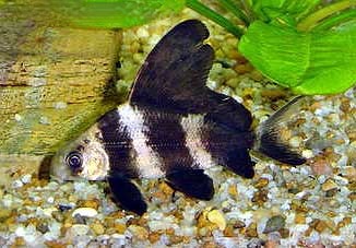 Chinese Hi Fin Banded Shark, Myxocyprinus asiaticus