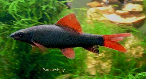 Rainbow Shark