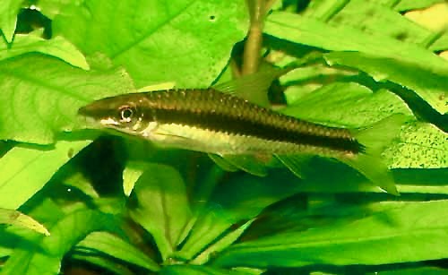 Siamese Algae Eater, Crossocheilus siamensis