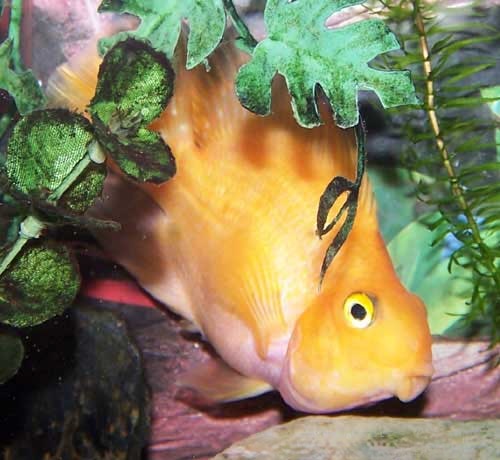 Blood Parrot Cichlid