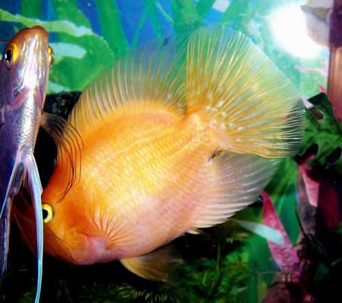 Blood Parrot Cichlid