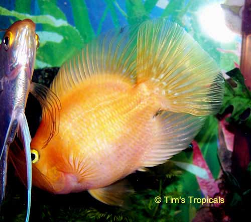Blood Parrot Cichlid