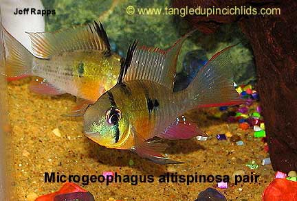 Bolivian Ram Cichlid, Microgeophagus altispinosa