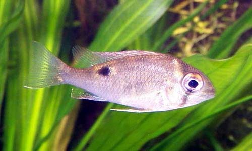 Cupid Cichlid, Biotodoma cupido