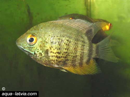 Green Severum Cichlid, Heros severus